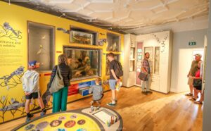 Salisbury museums new Wiltshire wildlife gallery, yellow painted room with people looking at the displays
