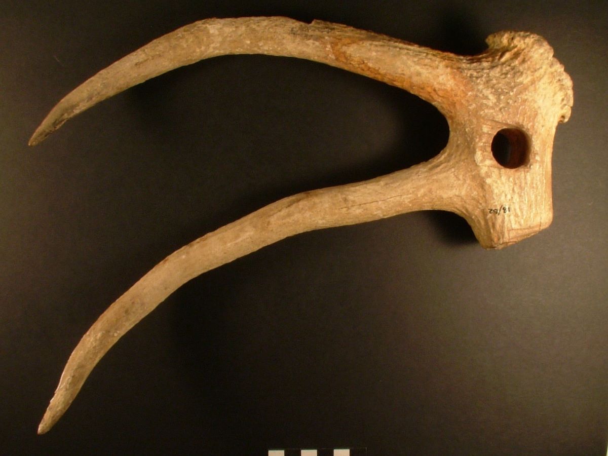 Antler rake - Wessex Museums